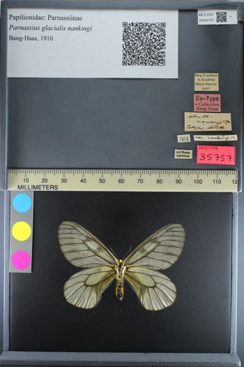 Media type: image;   Entomology 35757